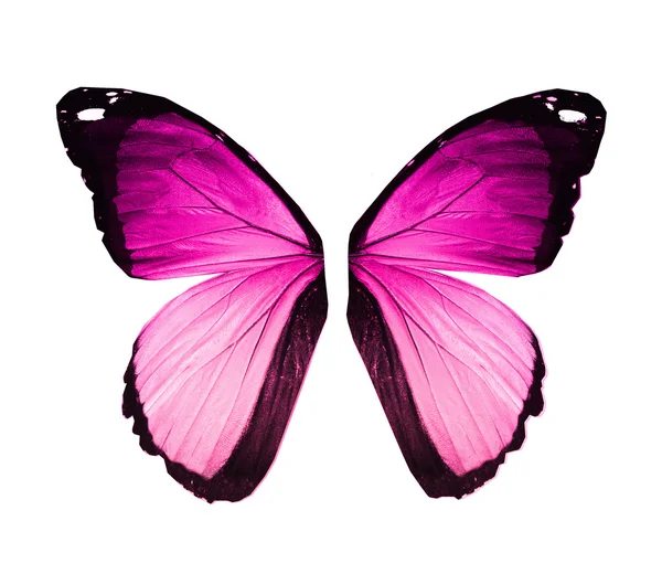 Morpho violet pink butterfly wings, isolated on white — Stock Photo, Image