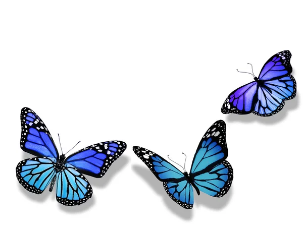 白い背景上に分離されて、3 つの青い蝶 — ストック写真