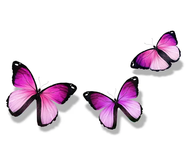 Tres mariposas violetas, aisladas sobre fondo blanco — Foto de Stock