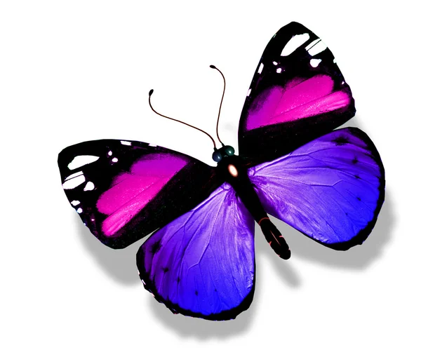Кольоровий метелик, ізольований на білому — стокове фото