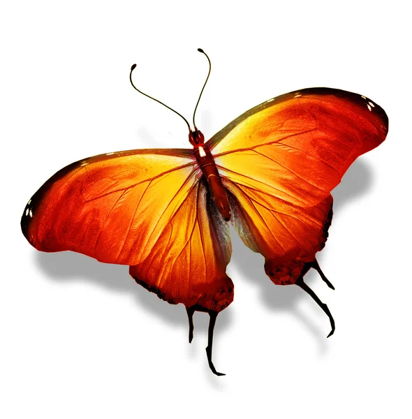 Orange butterfly , isolated on white — Stock Photo, Image