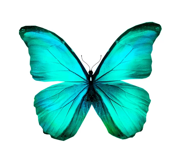 Μόρφω μπλε τυρκουάζ πεταλούδα, που απομονώνονται σε λευκό — Φωτογραφία Αρχείου