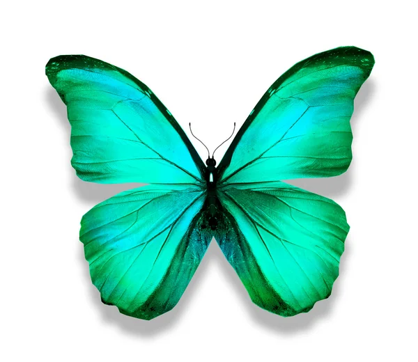 Farfalla turchese blu morpho, isolata su bianco — Foto Stock