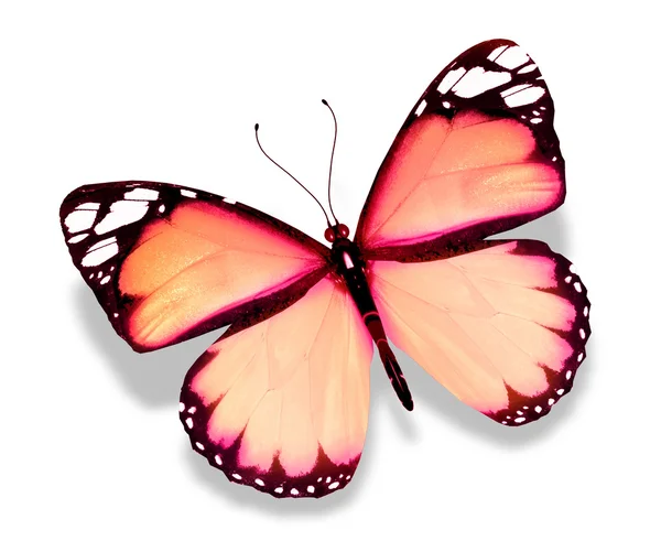 Rosa Schmetterling, isoliert auf weißem Hintergrund — Stockfoto