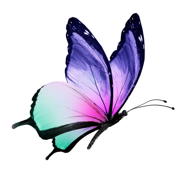 Цвет бабочки летящий, изолированный на белом — стоковое фото