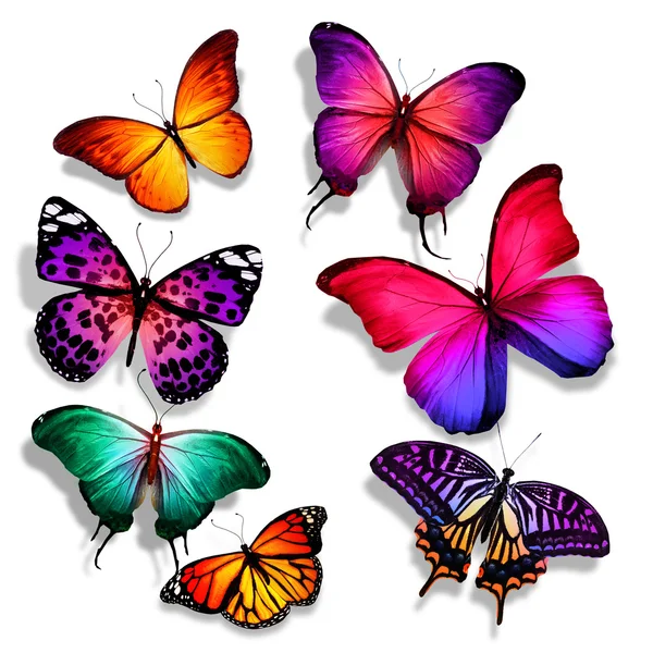 Many different butterflies flying, isolated on white background — Stock Photo, Image