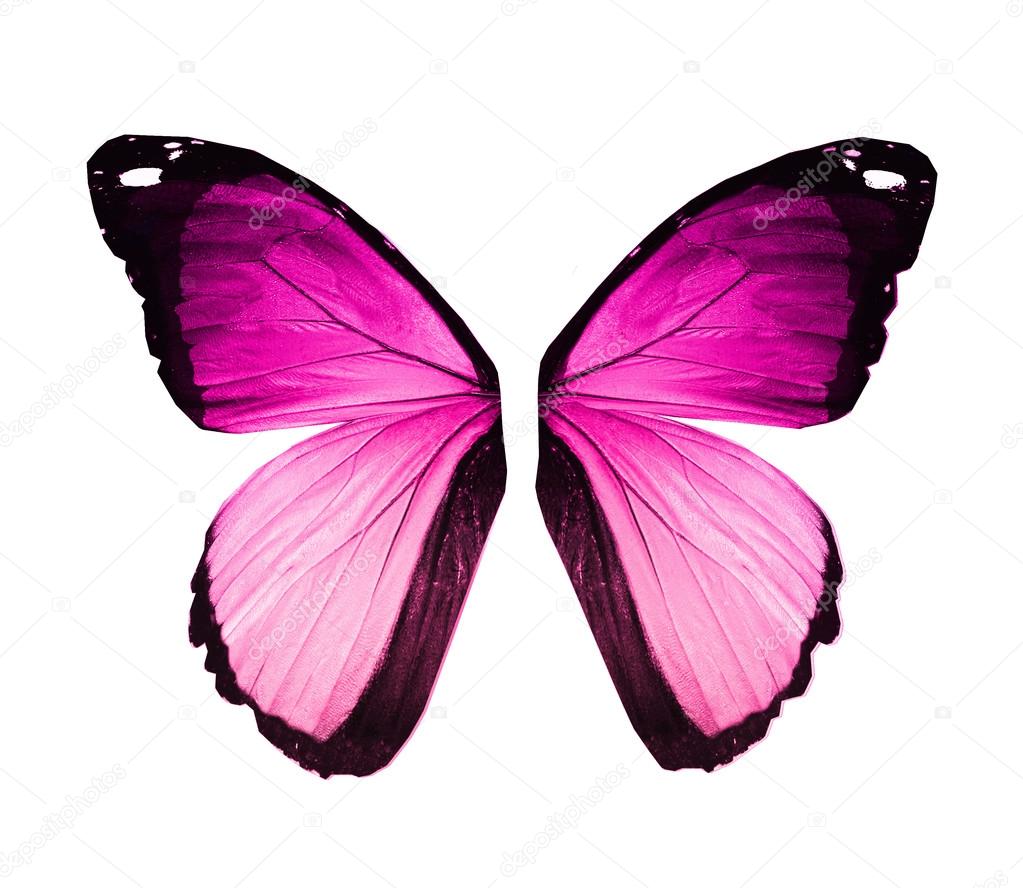 Morpho violet pink butterfly wings, isolated on white
