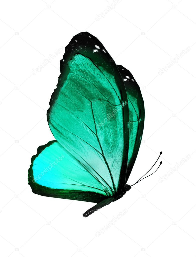 Turquoise butterfly, isolated on white