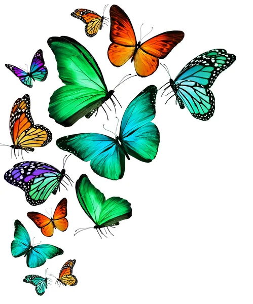 Many different butterflies flying, isolated on white background — Stock Photo, Image