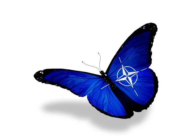 Nato flag butterfly flying, isolated on white background — Stock Photo, Image