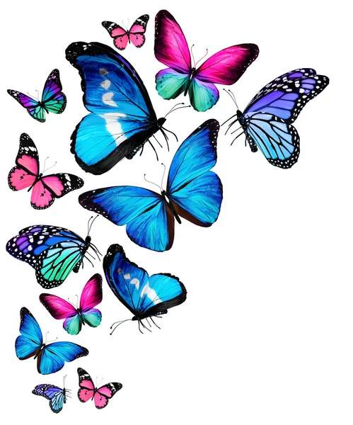 birçok farklı kelebekler uçuyor, izole üzerinde beyaz arka plan
