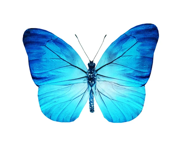 Tyrkysově modrý motýl, izolované na bílém — Stock fotografie
