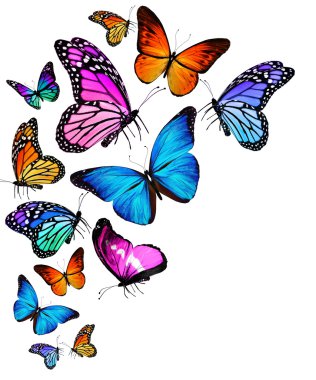 birçok farklı kelebekler uçuyor, izole üzerinde beyaz arka plan