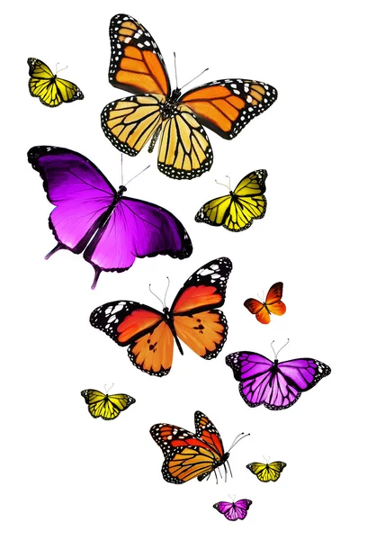 Viele verschiedene Schmetterlinge fliegen, isoliert auf weißem Hintergrund — Stockfoto