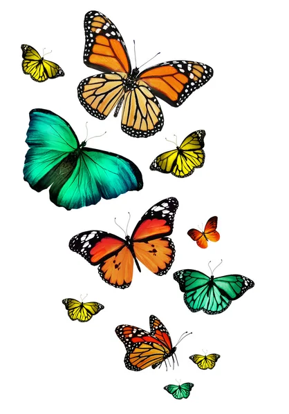 Many different butterflies flying, isolated on white background — Stock Photo, Image