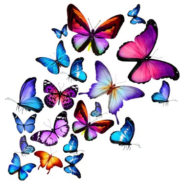 Many different butterflies flying, isolated on white background clipart
