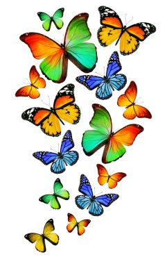 Beyaz arka plan üzerinde izole birçok farklı kelebekler