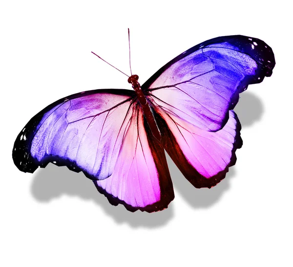 Farfalla di colore, isolata su bianco — Foto Stock