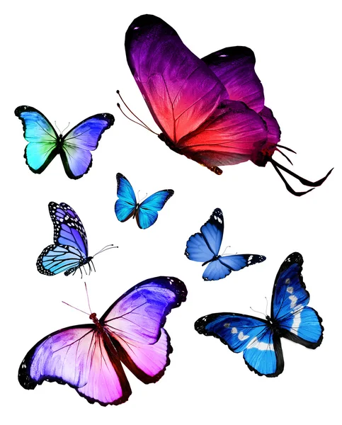Багато різних метеликів літають, ізольовані на білому тлі — стокове фото