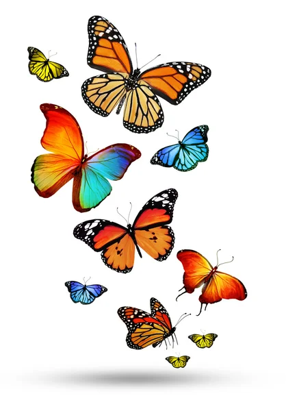 Many different butterflies, isolated on white background — Stock Photo, Image