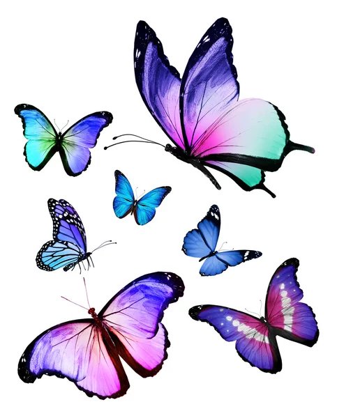 Many different butterflies flying, isolated on white background — Stock Photo, Image