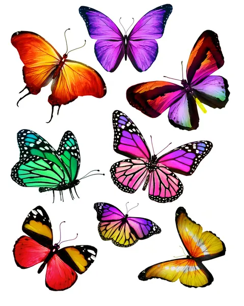 Muchas mariposas diferentes, aisladas sobre fondo blanco —  Fotos de Stock