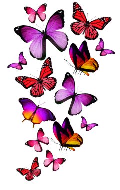 Beyaz arka plan üzerinde izole birçok farklı kelebekler