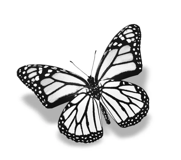 Farfalla bianca, isolata su bianco — Foto Stock