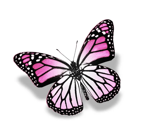 Pink butterfly , isolated on white — Stock Photo, Image