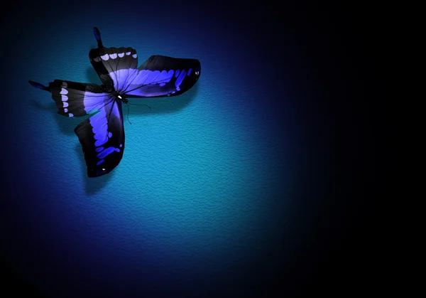 Niebieski motyl na ciemnym niebieskim tle — Zdjęcie stockowe