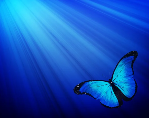 Blue butterfly on dark blue background — Stock Photo, Image