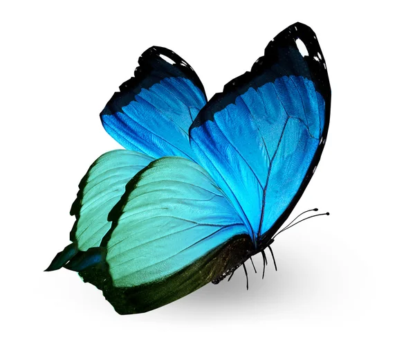 Kék pillangó, elszigetelt fehér — Stock Fotó