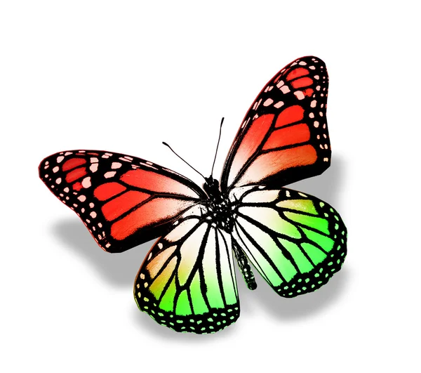 Цвет бабочки, изолированные на белом — стоковое фото