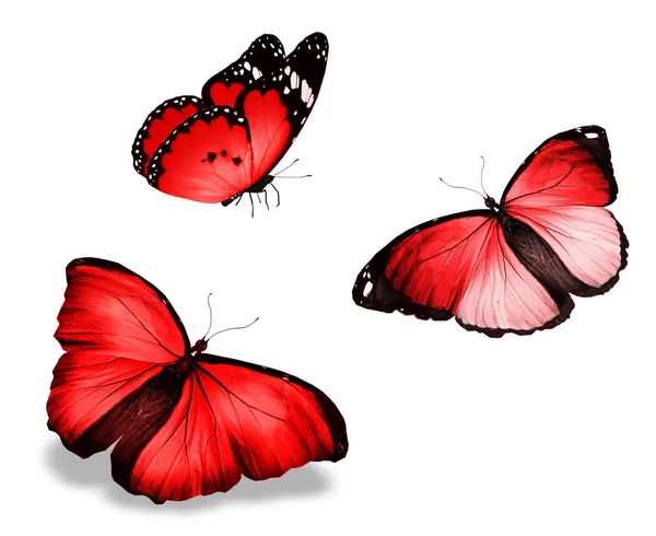 Three red butterfly, isolated on white background — Stock Photo, Image