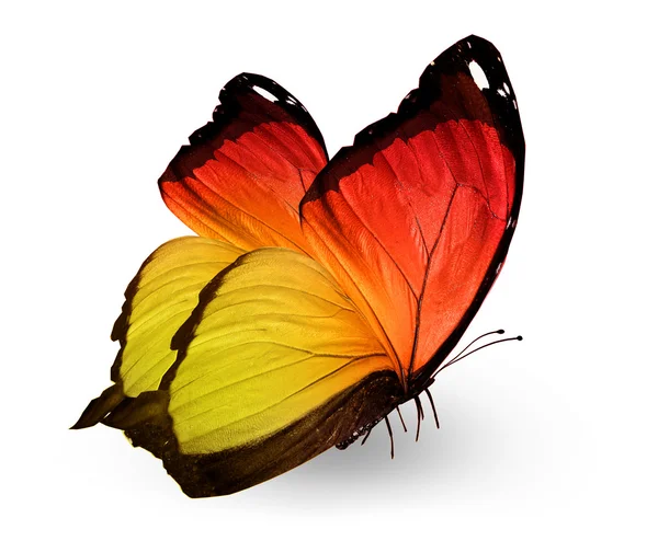 Color butterfly , isolated on white — Stock Photo, Image