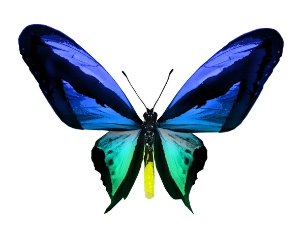 Farbe Schmetterling, isoliert auf weiß — Stockfoto