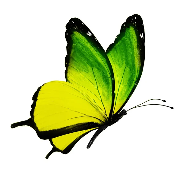 Färg fjäril, isolerad på vit — Stockfoto