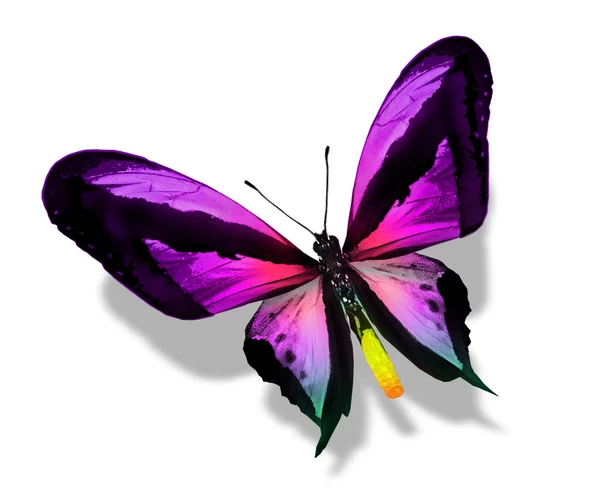 Farfalla di colore, isolata su bianco — Foto Stock