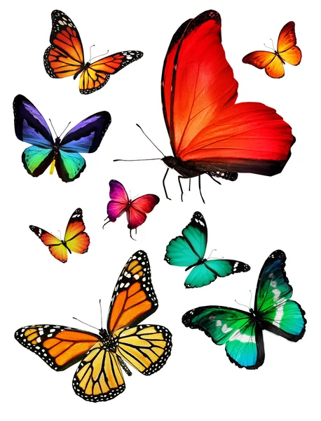 Muchas mariposas diferentes, aisladas sobre fondo blanco — Foto de Stock