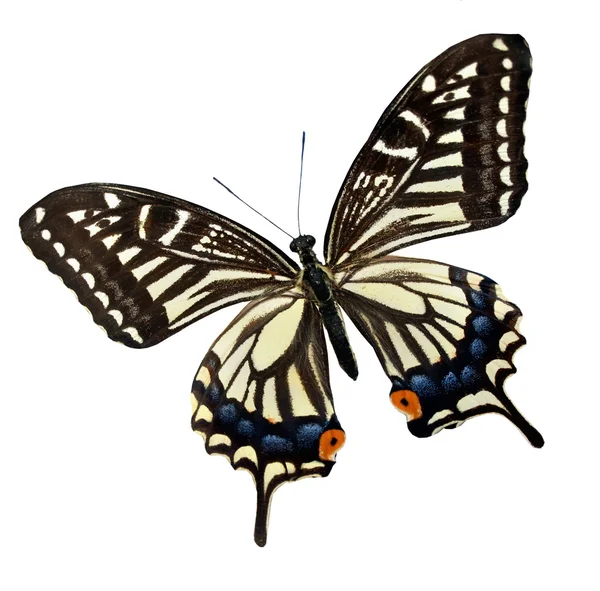 Πεταλούδα χρώματος, που απομονώνονται σε λευκό — Φωτογραφία Αρχείου