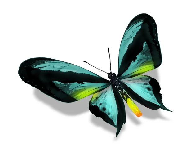 Kolor motyl na białym tle — Zdjęcie stockowe