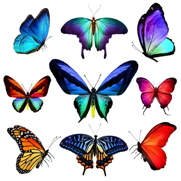 Birçok farklı kelebekler uçuyor, izole üzerinde beyaz arka plan — Stok fotoğraf