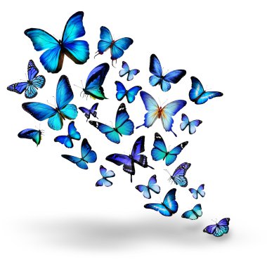 Many blue different butterflies flying clipart