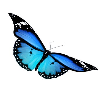 Uçuş, izole üzerinde beyaz arka plan mavi kelebek