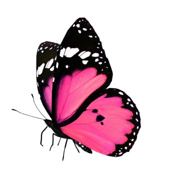 pembe kelebek uçuyor, izole üzerinde beyaz arka plan
