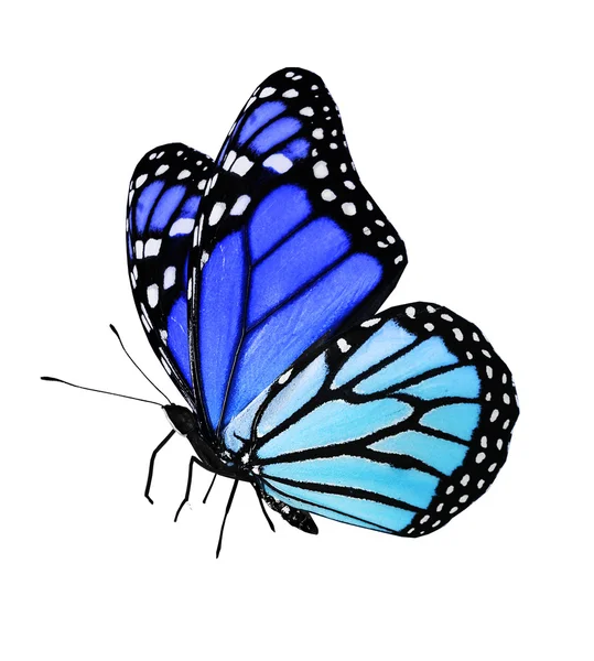 蓝色的蝴蝶，在白色背景上孤立 — 图库照片
