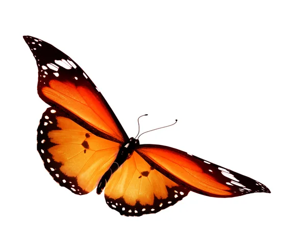 Orange Schmetterling auf weißem Hintergrund — Stockfoto