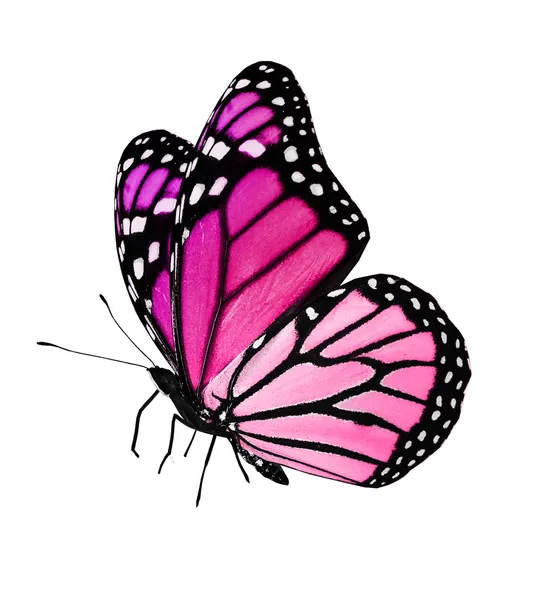 Rosa Schmetterling fliegen, isoliert auf weißem Hintergrund — Stockfoto