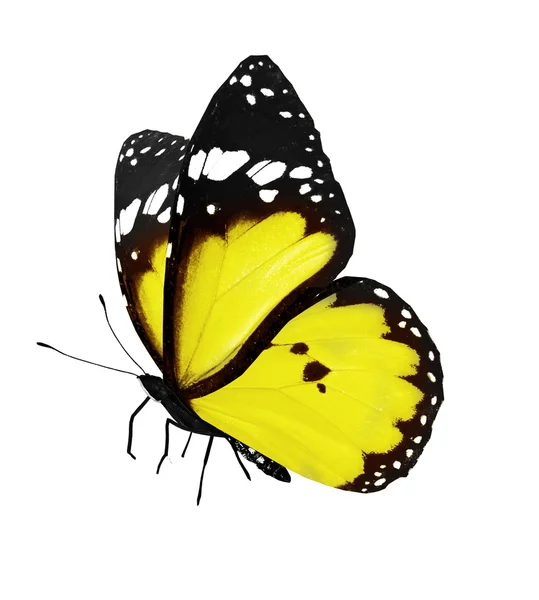Borboleta amarela no fundo branco — Fotografia de Stock