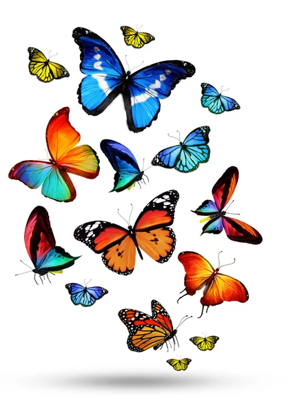 Many color different butterflies flying — Stock Photo, Image